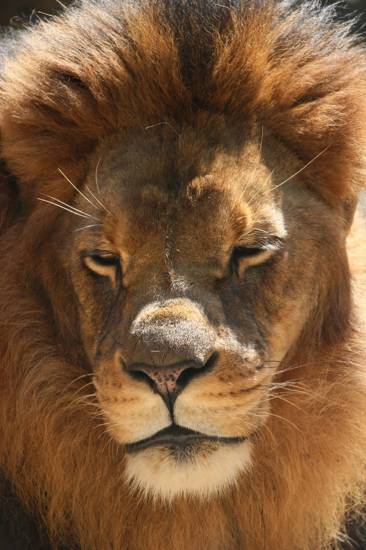 Panthera leo im Zoo Wuppertal