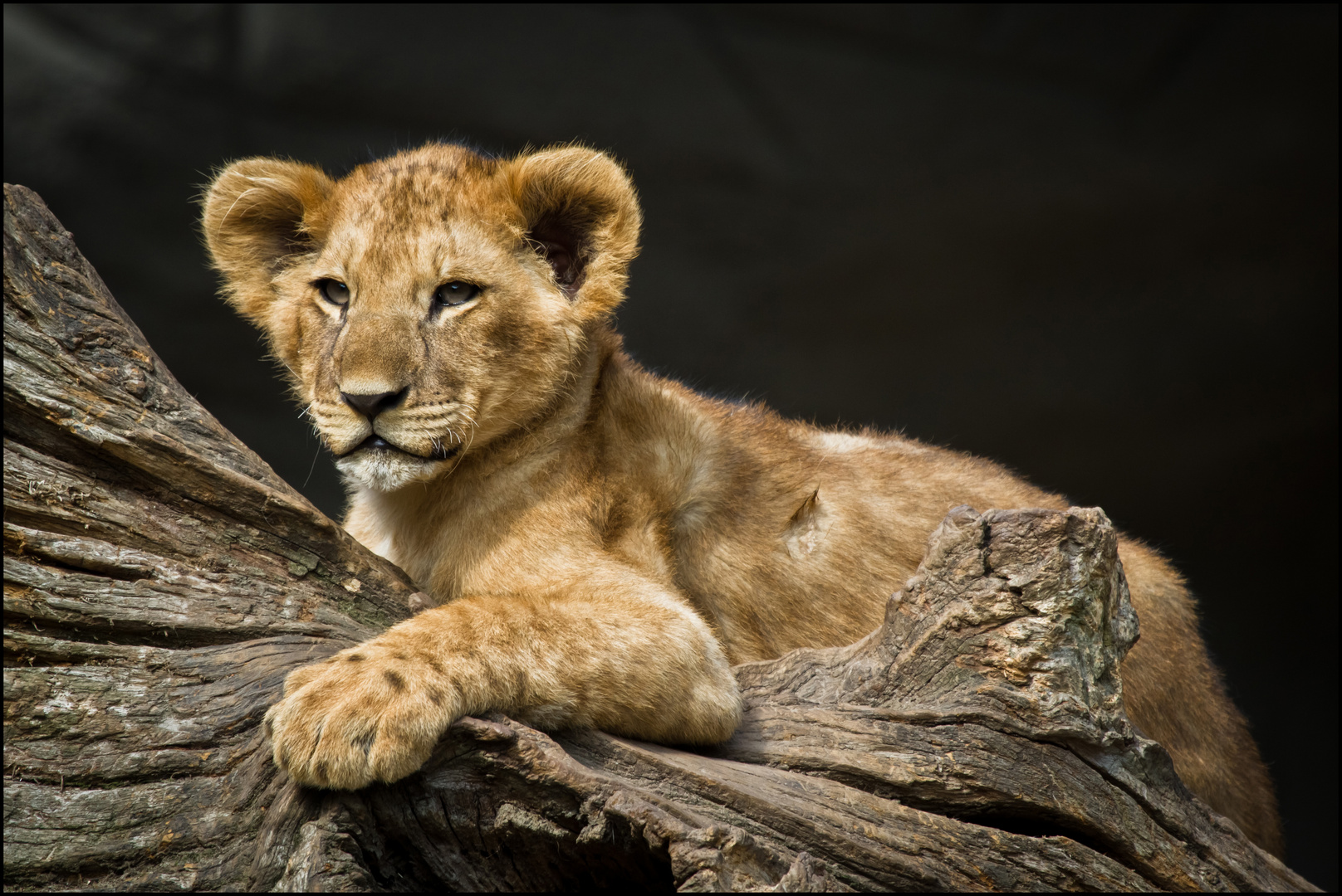 Panthera leo jun.