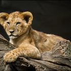 Panthera leo jun.