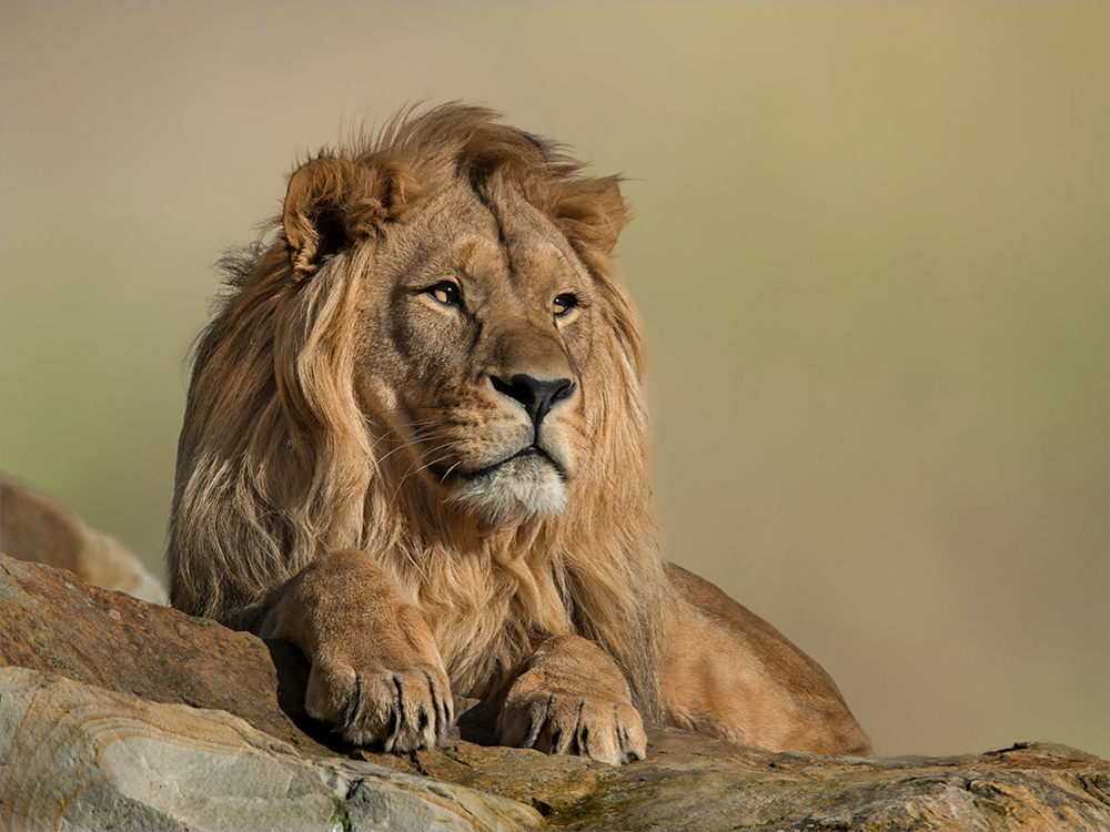 Panthera leo leo