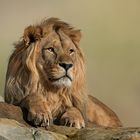 Panthera leo leo