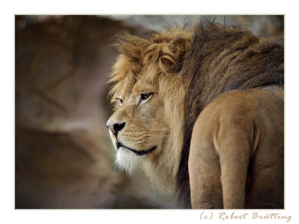 panthera leo leo