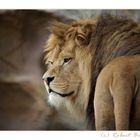 panthera leo leo
