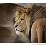 panthera leo leo