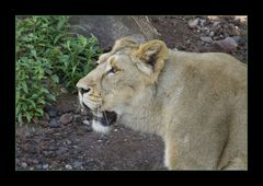 Panthera leo persica.