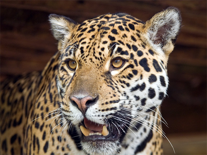 Panthera onca