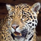 Panthera onca