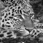 Panthera onca - BW