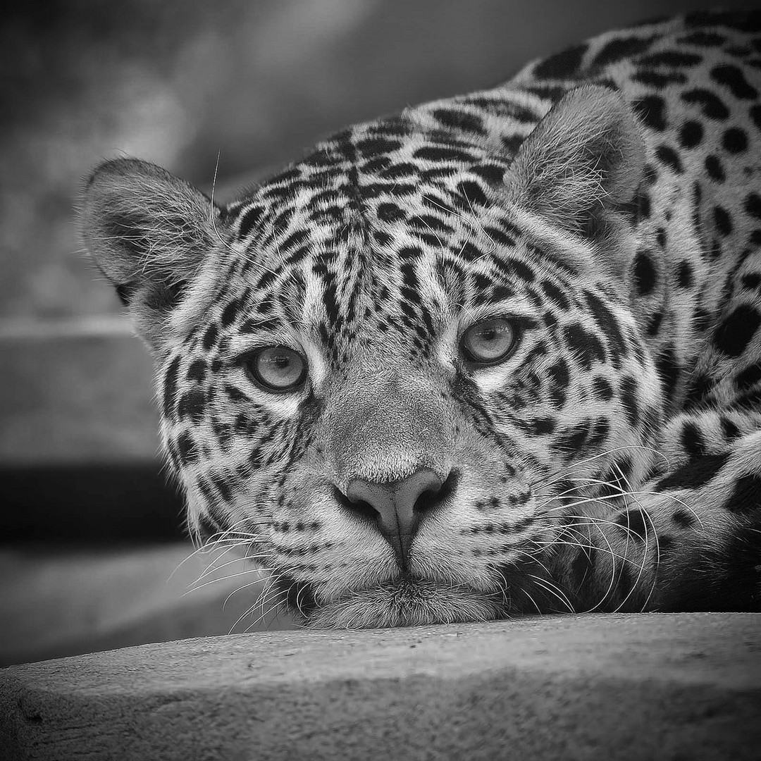 Panthera onca - BW