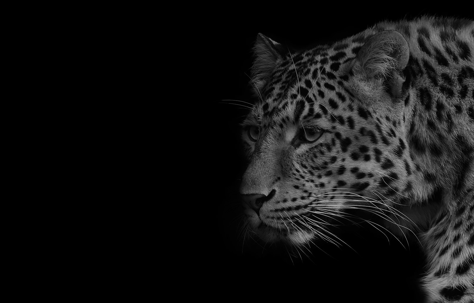 Panthera onca - LK