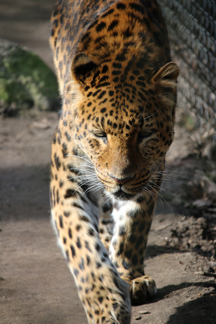 Panthera pardus