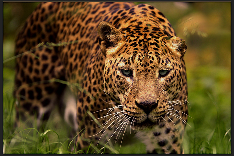 Panthera pardus