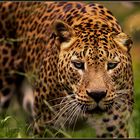 Panthera pardus