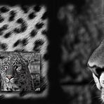 Panthera pardus
