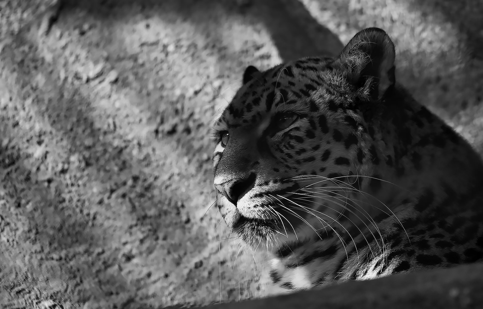 Panthera pardus japonensis - BW