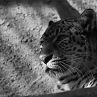 Panthera pardus japonensis - BW