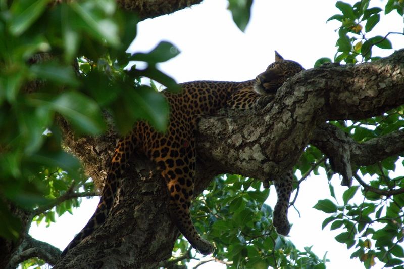 panthera pardus kotiya