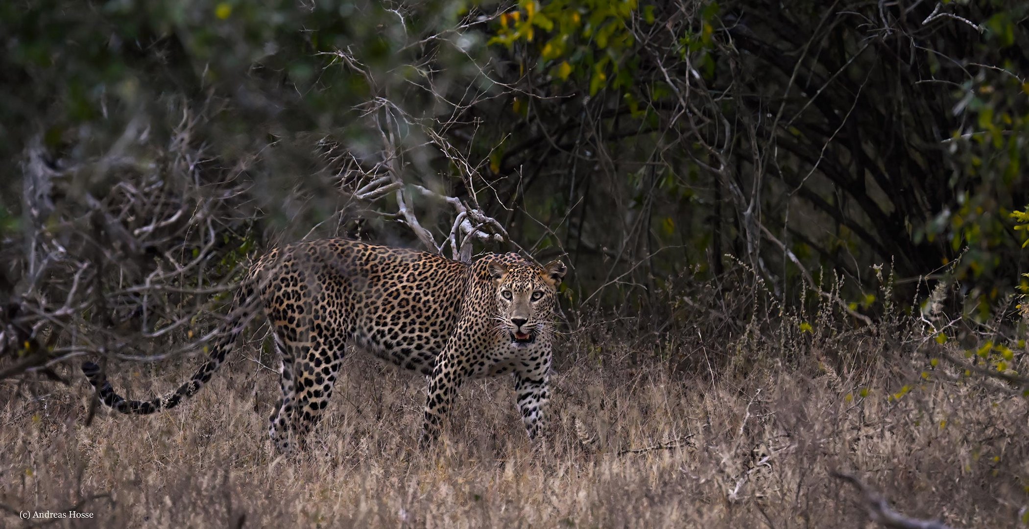 Panthera pardus kotiya