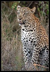 Panthera pardus (Leopard)