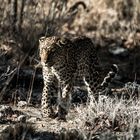 Panthera pardus (Leopard)