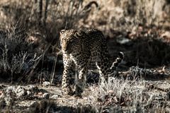 Panthera pardus (Leopard)