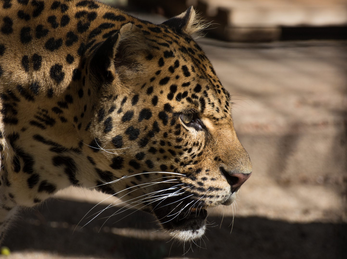 Panthera Pardus Melas