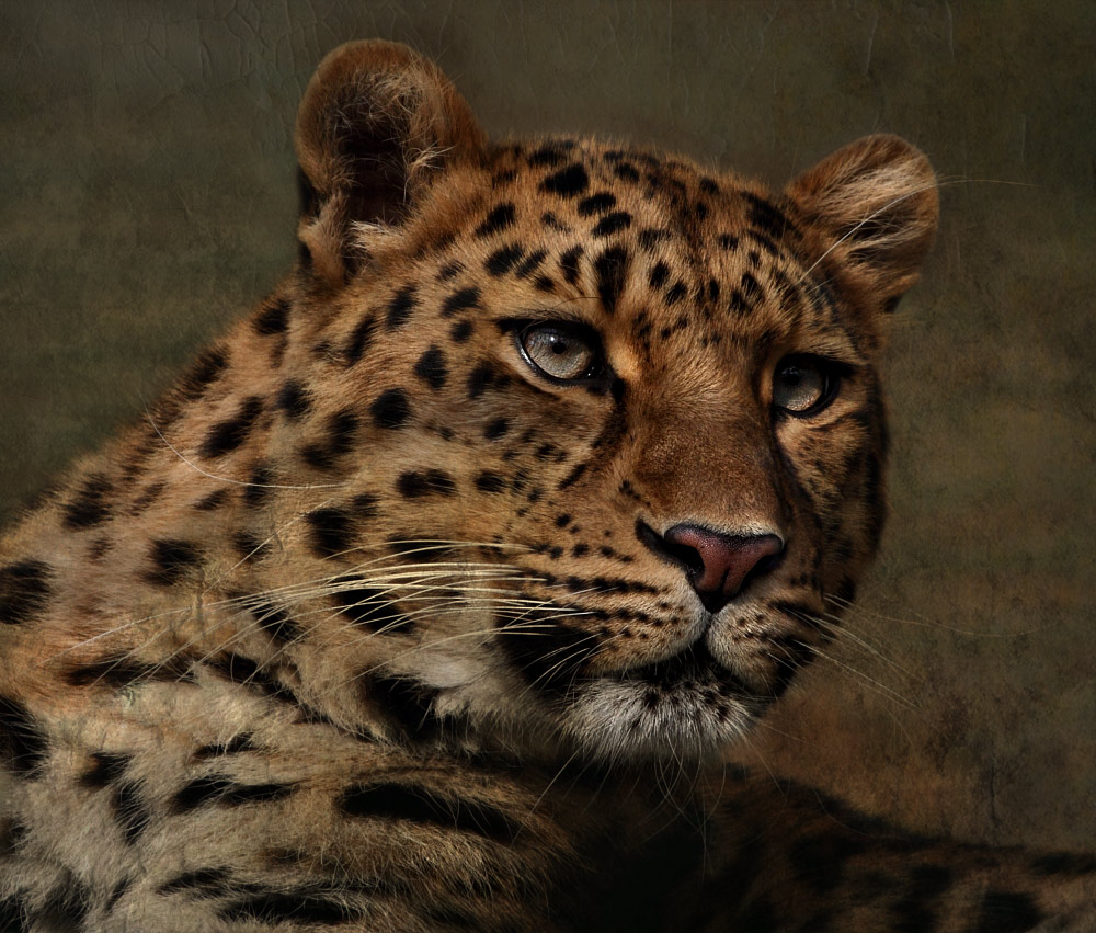 ~ Panthera pardus orientalis ~