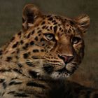 ~ Panthera pardus orientalis ~