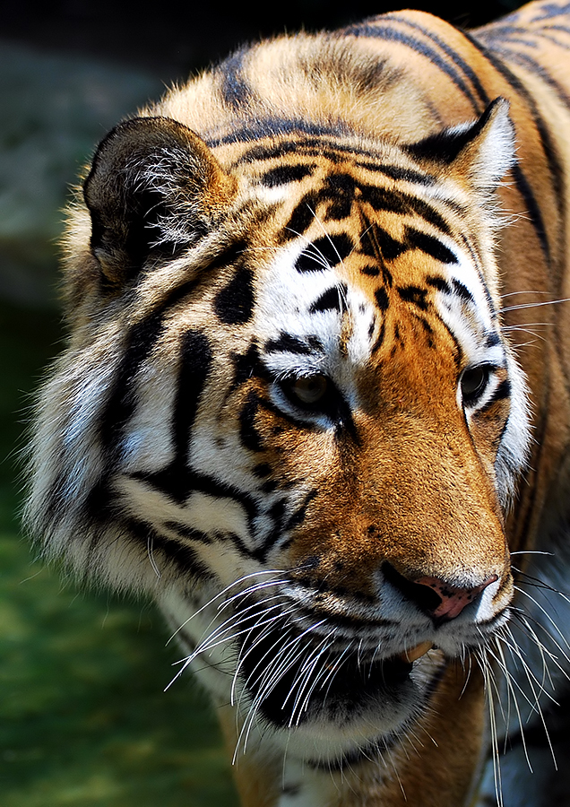 Panthera Tigris