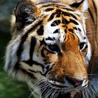 Panthera Tigris