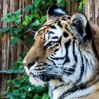 Panthera tigris