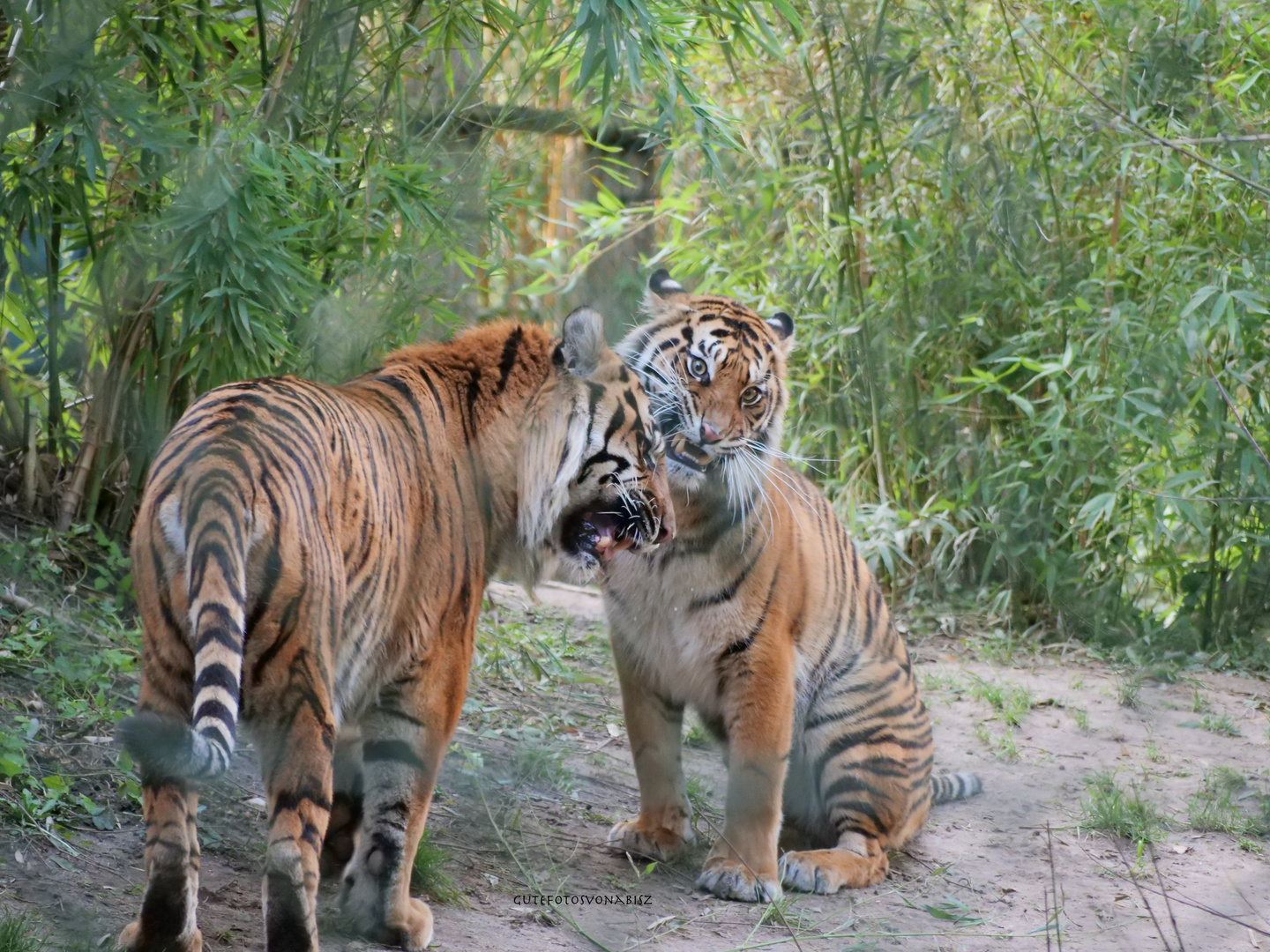 Panthera Tigris