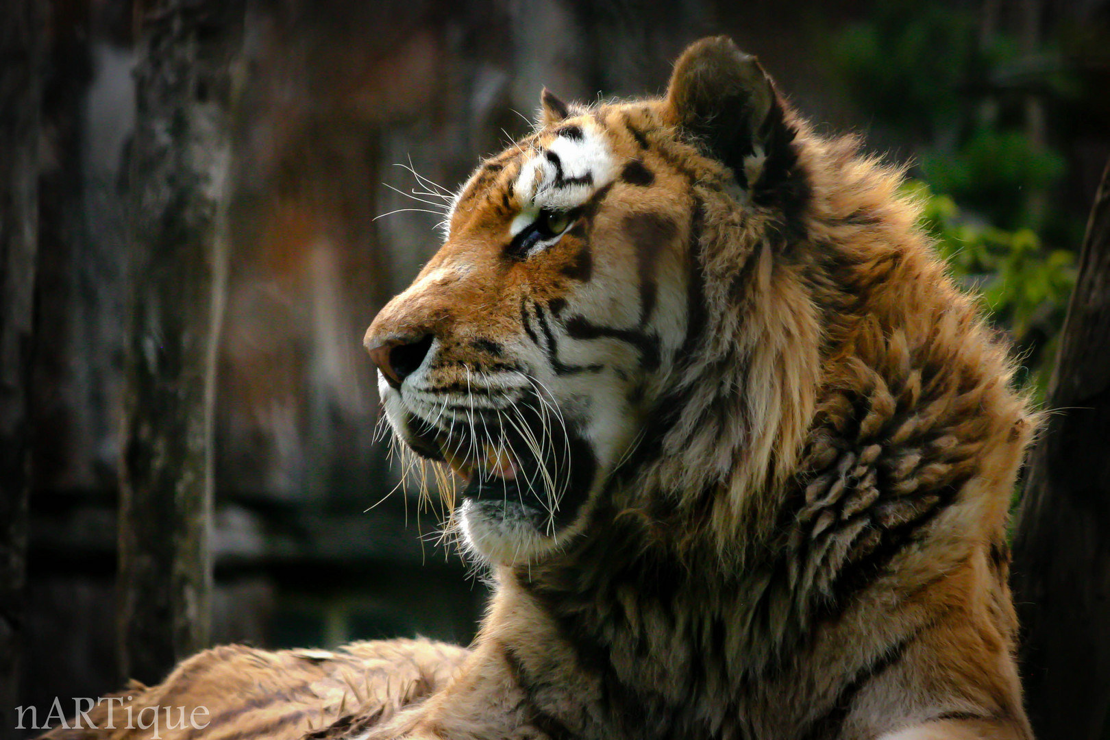 panthera tigris