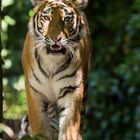 panthera tigris