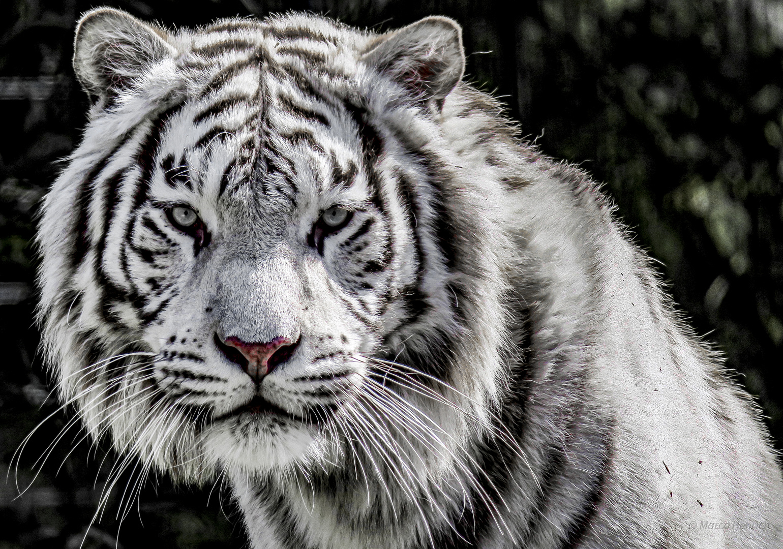 Panthera tigris alba