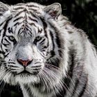 Panthera tigris alba