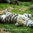 Panthera tigris altaica