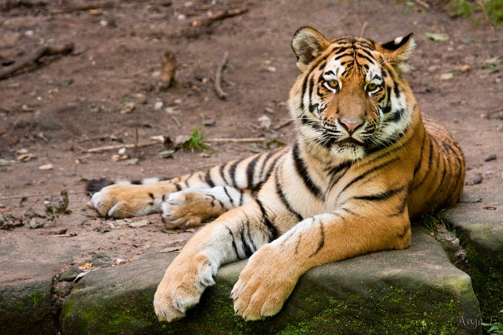 Panthera tigris altaica