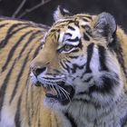 Panthera tigris altaica