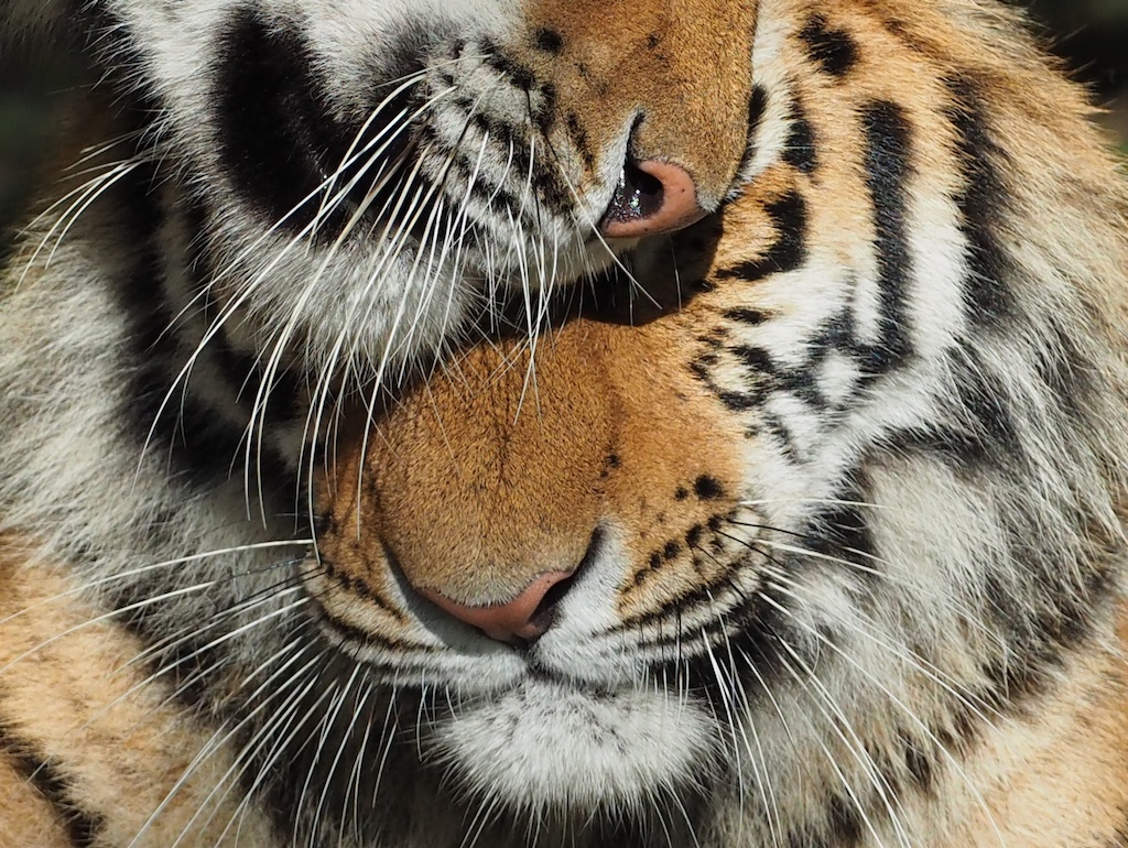 PANTHERA TIGRIS ALTAICA