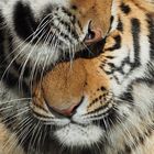 PANTHERA TIGRIS ALTAICA