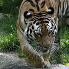 Panthera Tigris Altaica