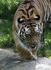 Panthera Tigris Altaica