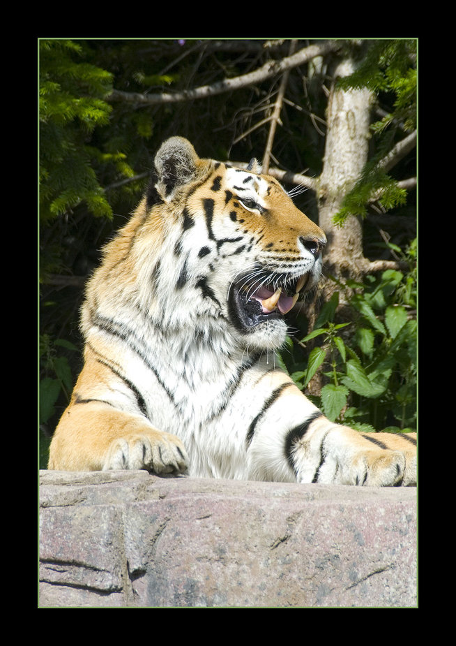 Panthera tigris altaica.