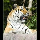 Panthera tigris altaica.