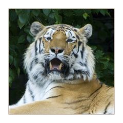 Panthera tigris altaica
