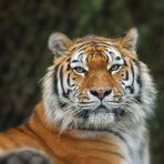 Panthera tigris altaica