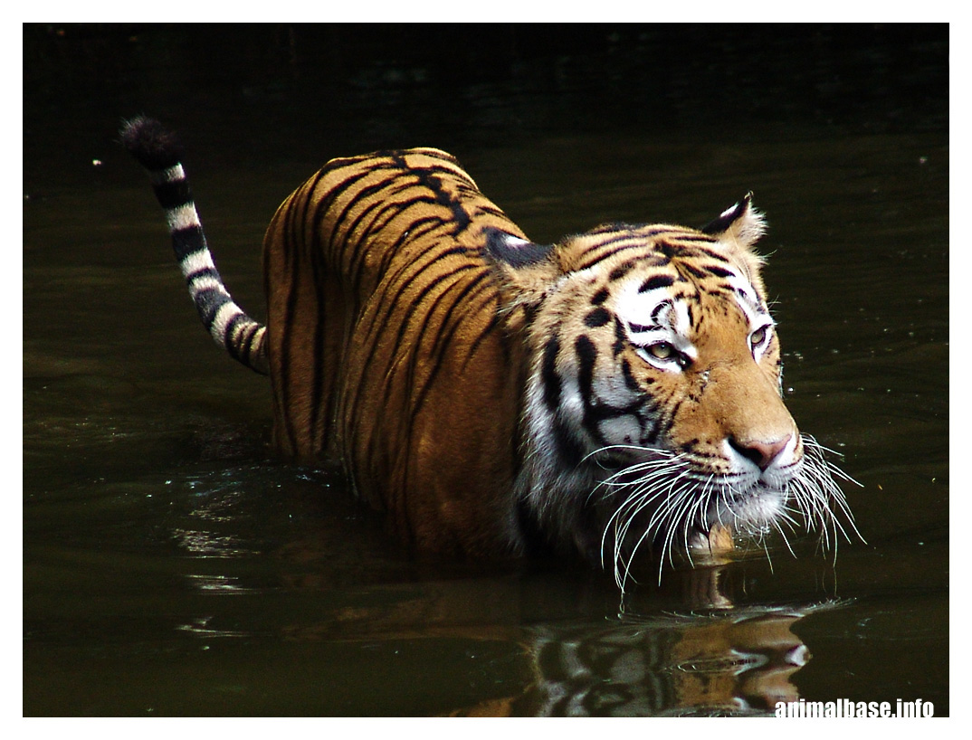 Panthera tigris altaica - Amurtiger (Sibirischer Tiger)