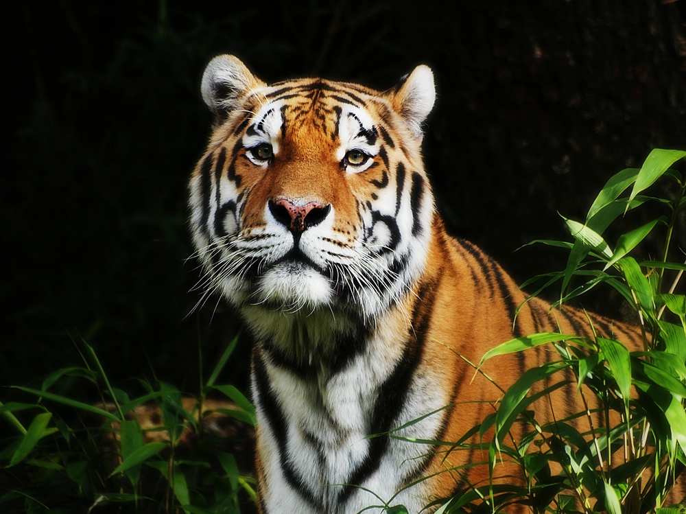 Panthera tigris altaica