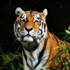 Panthera tigris altaica